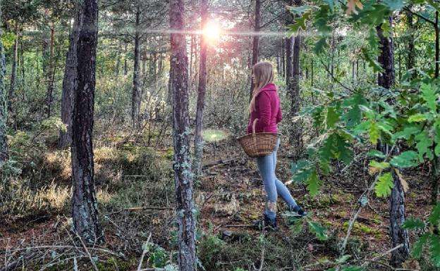 El acotado de Montes de Soria declarado Parque Micológico BURGOSconecta