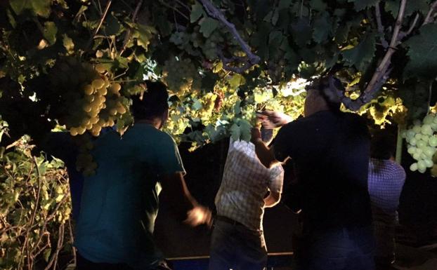 La vendimia grancanaria cierra con la mayor producción desde 2018