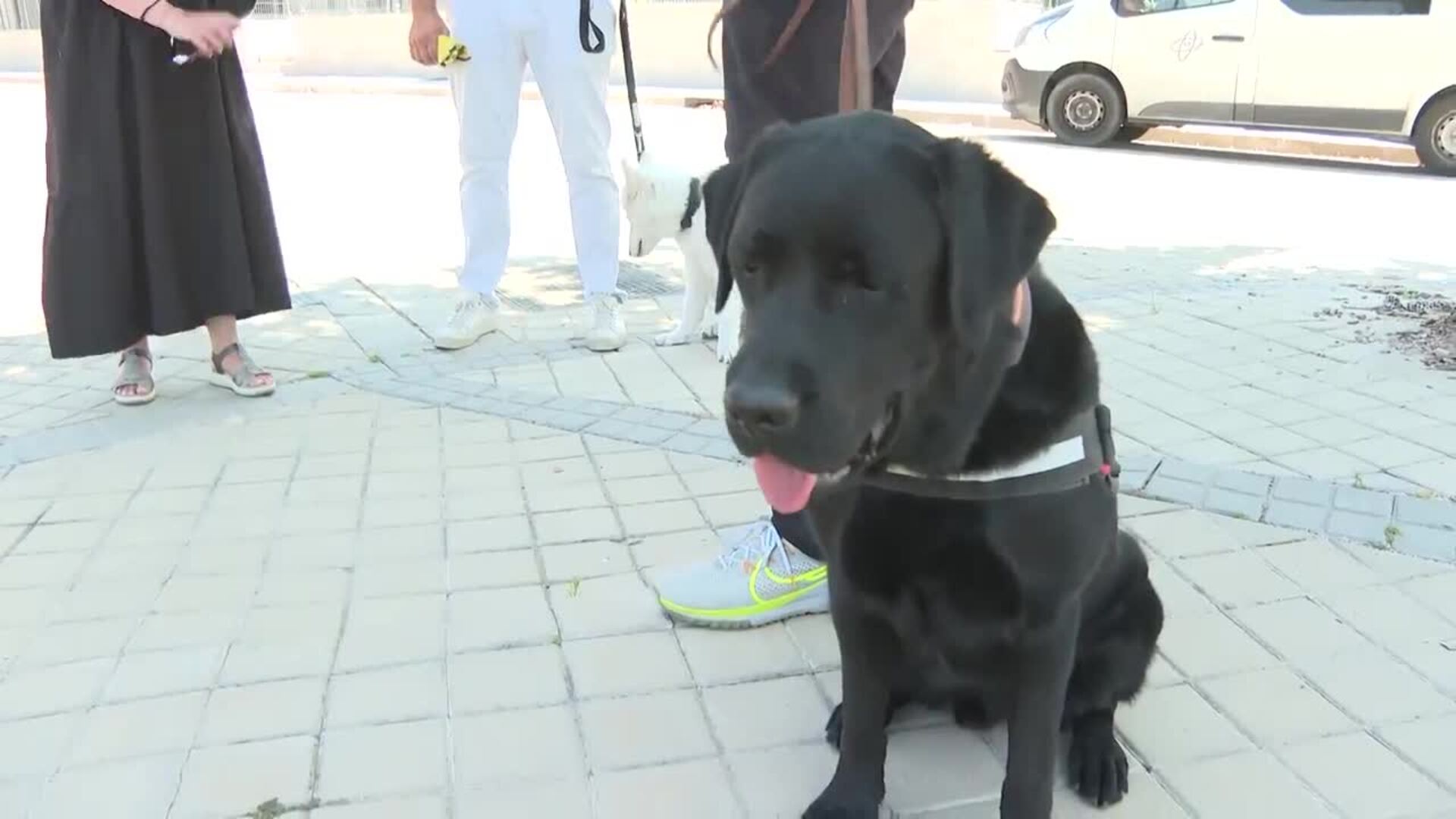 Prohibida La Venta De Perros Gatos Y Hurones En Tiendas Desde Este