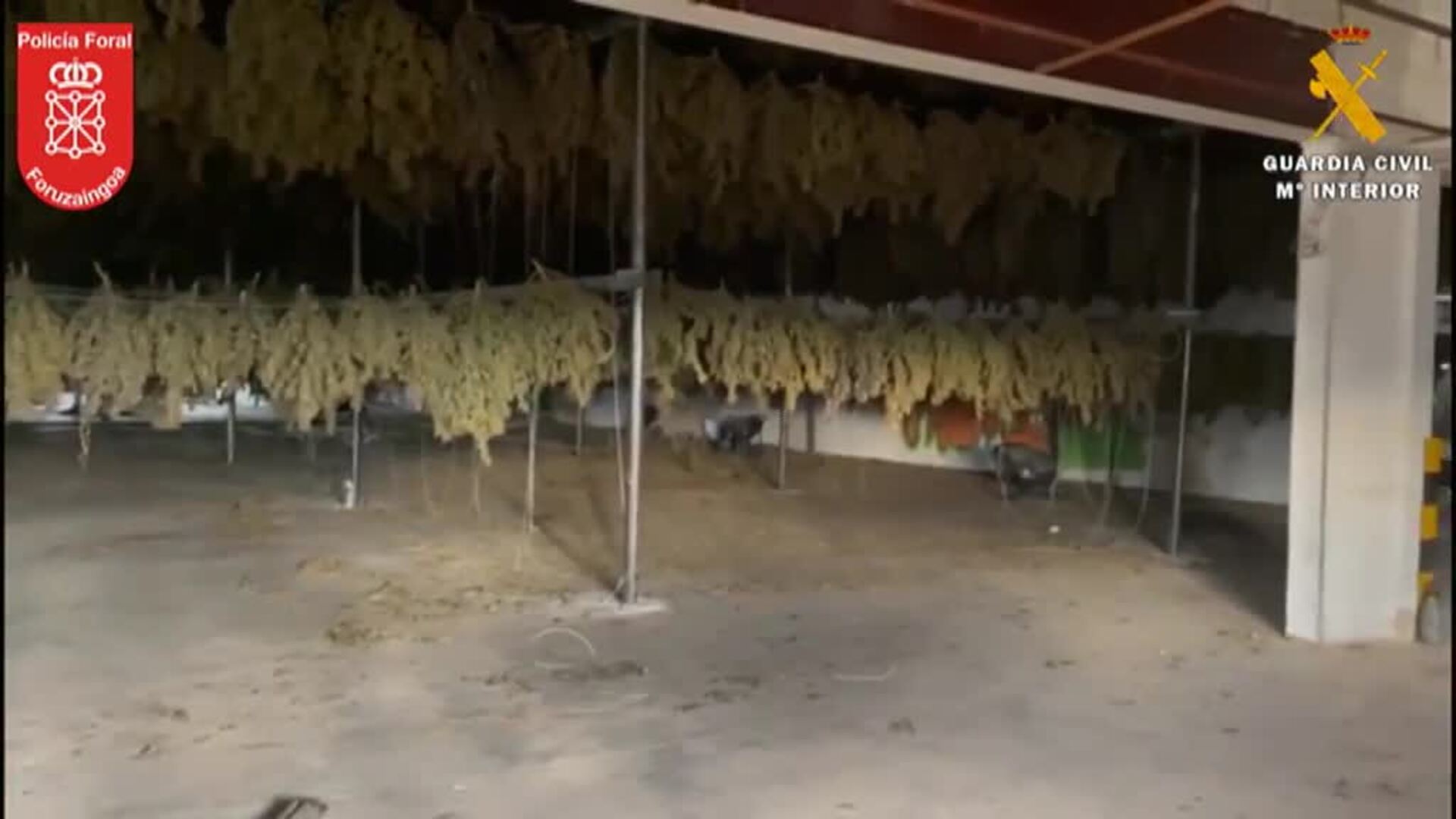 Desmantelada en Navarra la mayor plantación de marihuana de Europa El