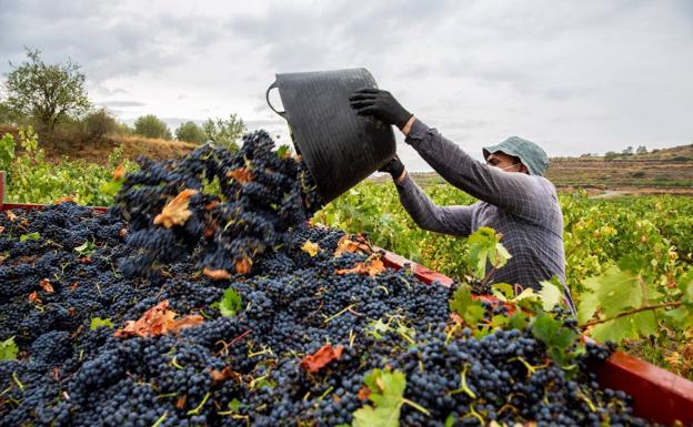 La Vendimia Toma Velocidad En Rioja Alavesa Que Ya Ha Recogido