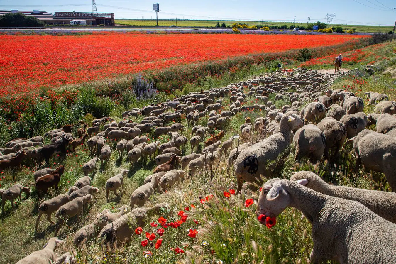 Fotos La Trashumancia Llega A Valladolid El Norte De Castilla