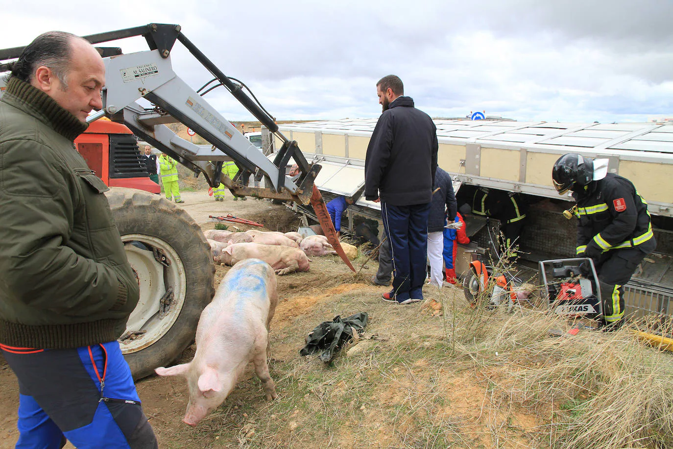 Fotos Vuelca Un Cami N Con Cerdos En La Rotonda De Acceso A La A