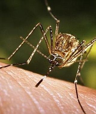 Cómo acabar con los molestos mosquitos de tu casa este verano Ideal