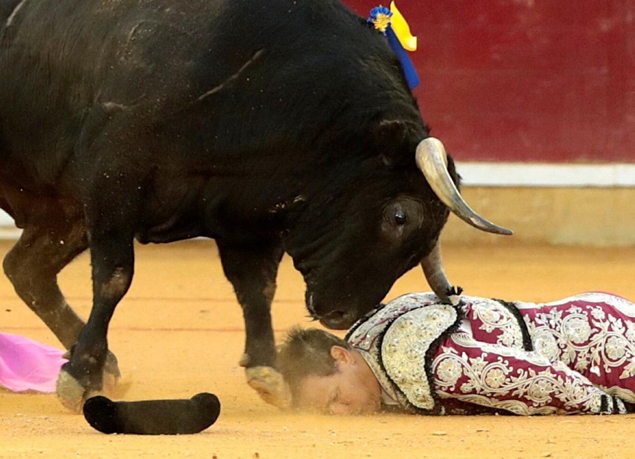 El banderillero Mariano de la Viña de la cuadrilla de Ponce sufre una