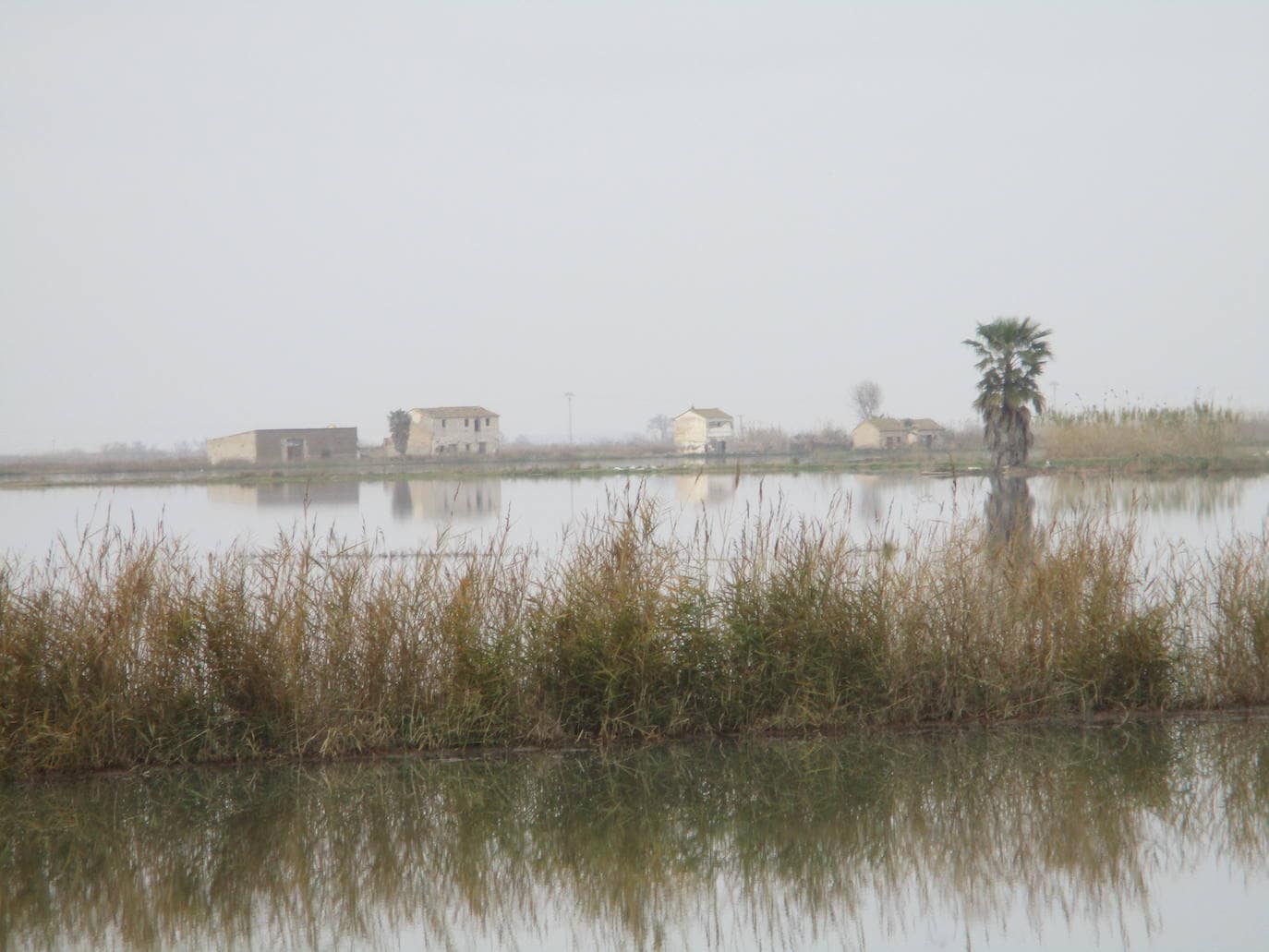 Fotos Los Arrozales De La Albufera Las Provincias