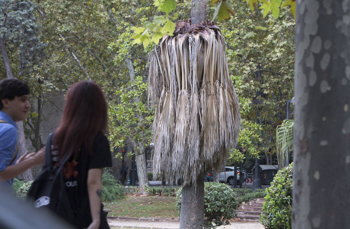 Fotos La Falta De Poda Se Adue A De Valencia Las Provincias