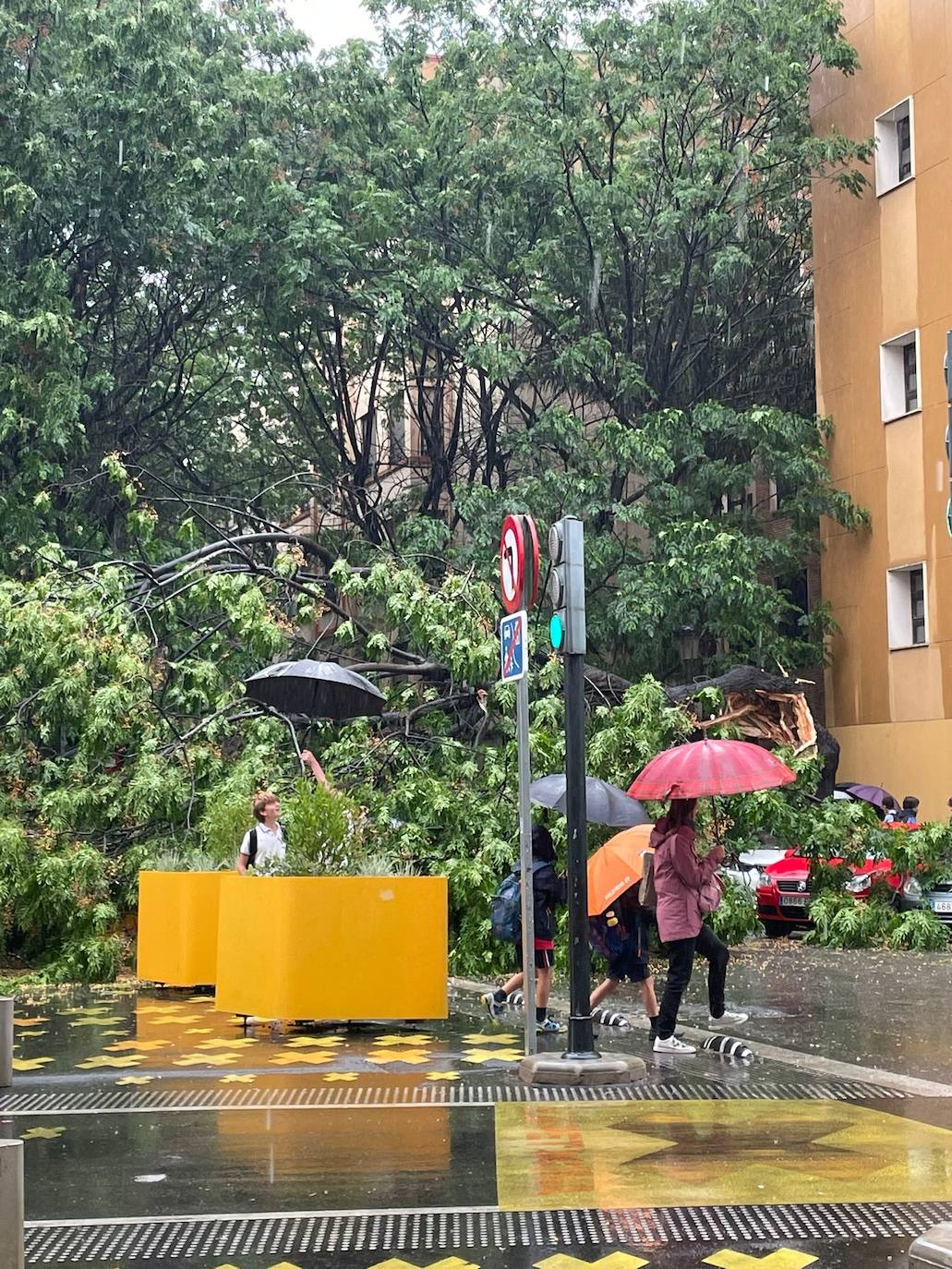 Cae Un Rbol En Valencia A La Salida Del Colegio La Dana Descarga Con