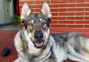 Se Busca A Asgard El Perro Lobo Desaparecido En Villasinta De Tor O