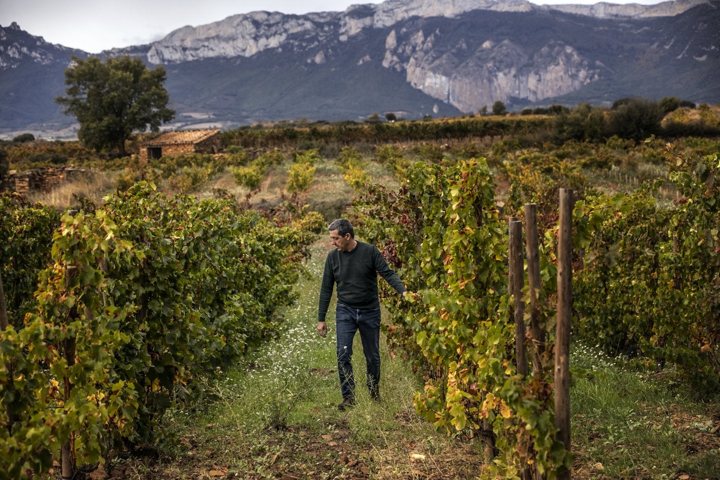 Tentenublo Lanciego El Vi Edo De Las Dos Cosechas Pagadas La Rioja