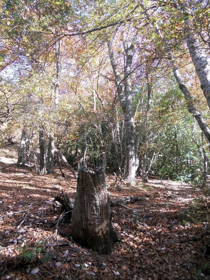 La ruta parte de la localidad de Santa María de Redondo, siguiendo el curso del río Pisuerga, hasta llegar a la magestuosa cueva de Fuente Cobre