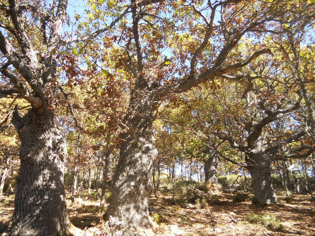 La ruta parte de la localidad de Santa María de Redondo, siguiendo el curso del río Pisuerga, hasta llegar a la magestuosa cueva de Fuente Cobre