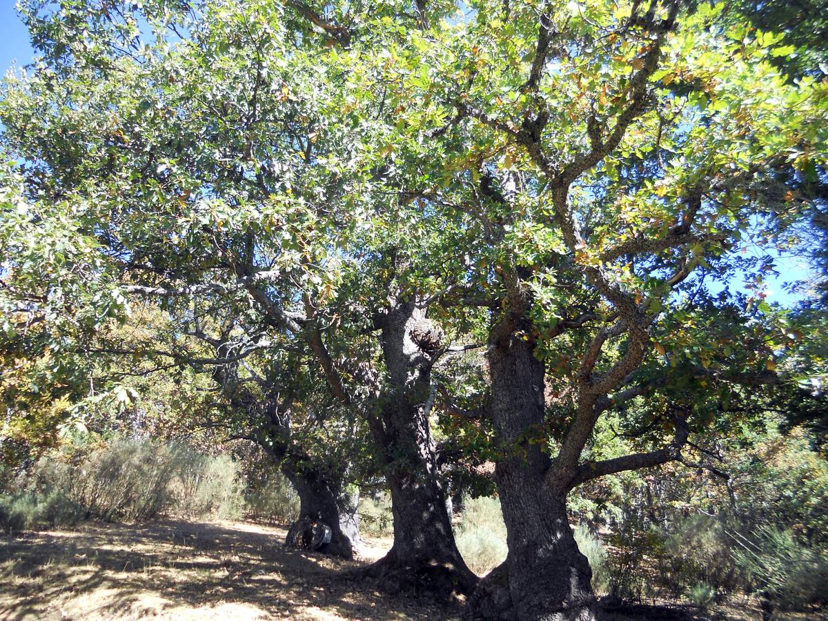 La ruta parte de la localidad de Santa María de Redondo, siguiendo el curso del río Pisuerga, hasta llegar a la magestuosa cueva de Fuente Cobre