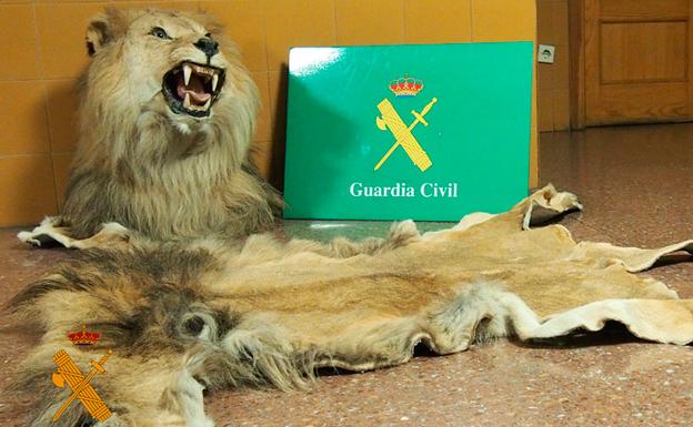 La Guardia Civil interviene una cabeza naturalizada de león y su piel |  BURGOSconecta