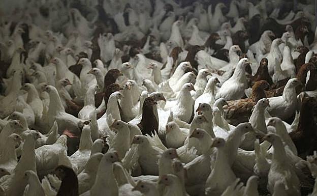 Pollos en una fábrica de Alemania.