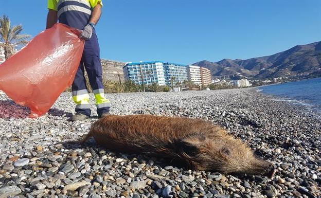 Aparece un jabalí muerto en la playa de Velilla en Almuñécar