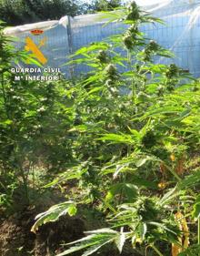 Imagen secundaria 2 - La Guardia Civil interviene 325 kilos de marihuana en los últimos meses