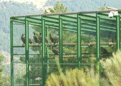Imagen secundaria 1 - El buitre negro vuelve a la Sierra de la Demanda tras la liberación de quince ejemplares