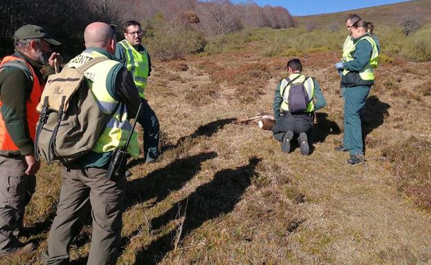 Equipo de búsqueda de un oso herido, el pasado fin de semana en la Montaña Palentina. 