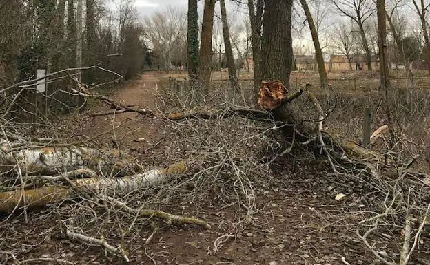 El viento rompe las ramas de los árboles