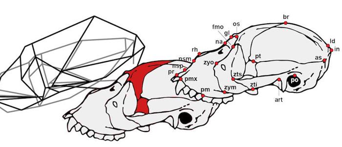 Estudio de los cráneos de los monos