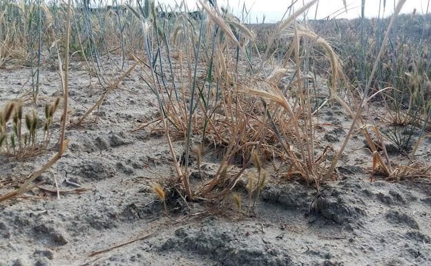 La siniestralidad se ceba con el campo