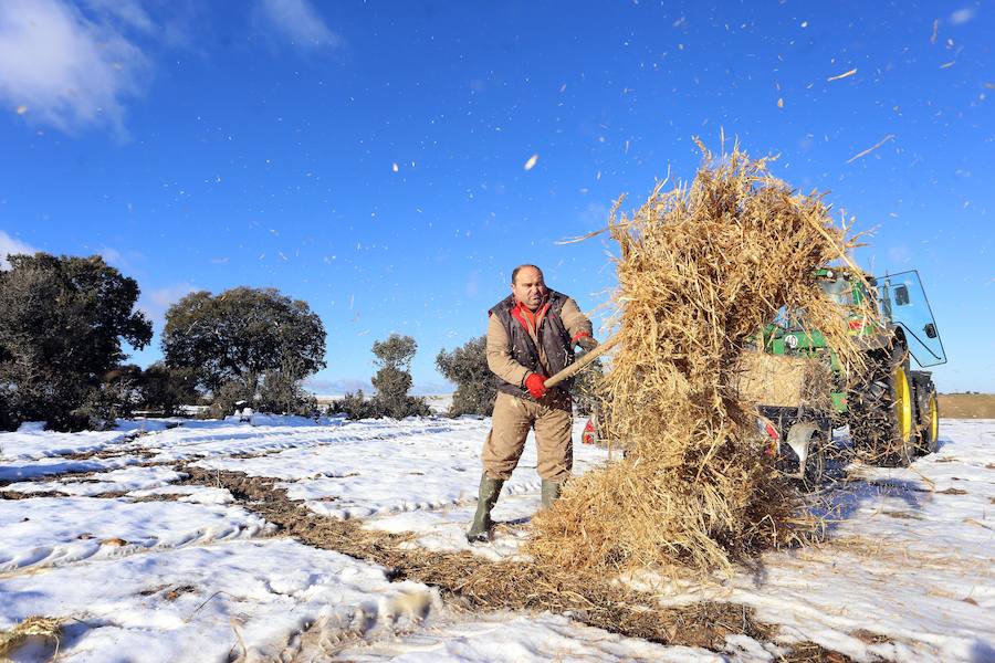 Decenas de ganaderos de extensivo de Castilla y León se afanan en llegar a sus animales para facilitar alimento después de que el temporal anegara los accesos