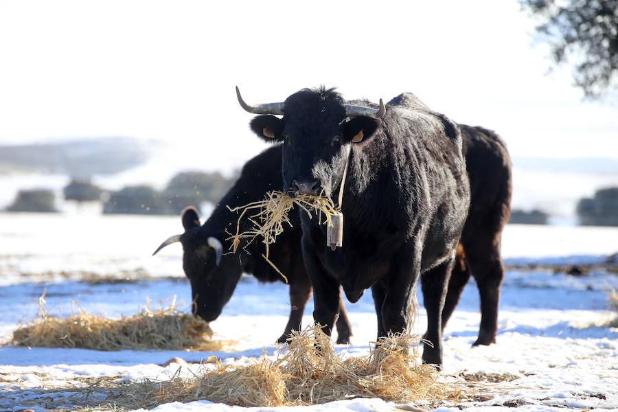 Decenas de ganaderos de extensivo de Castilla y León se afanan en llegar a sus animales para facilitar alimento después de que el temporal anegara los accesos