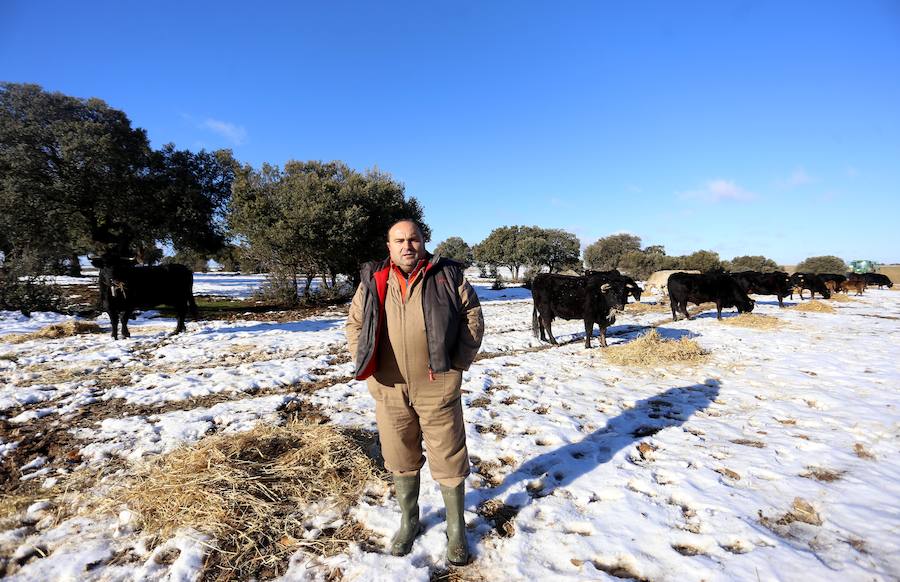 Decenas de ganaderos de extensivo de Castilla y León se afanan en llegar a sus animales para facilitar alimento después de que el temporal anegara los accesos