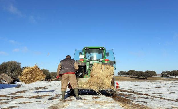 El ganadero de vacuno de carne extensivo, Ovidio García alimenta al ganado ante las dificultades provocadas por las últimas nevadas. 