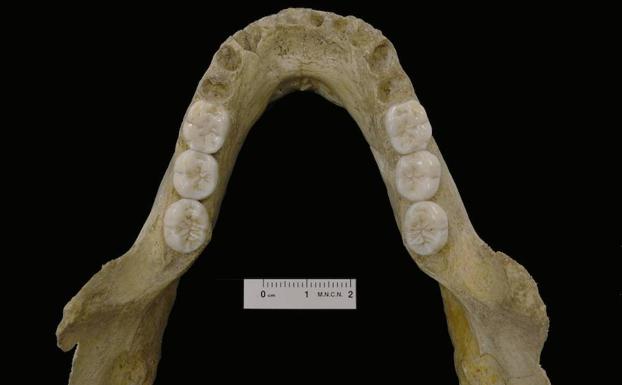 El estudio de una mandíbula avala la evolución en mosaico de los neandertales