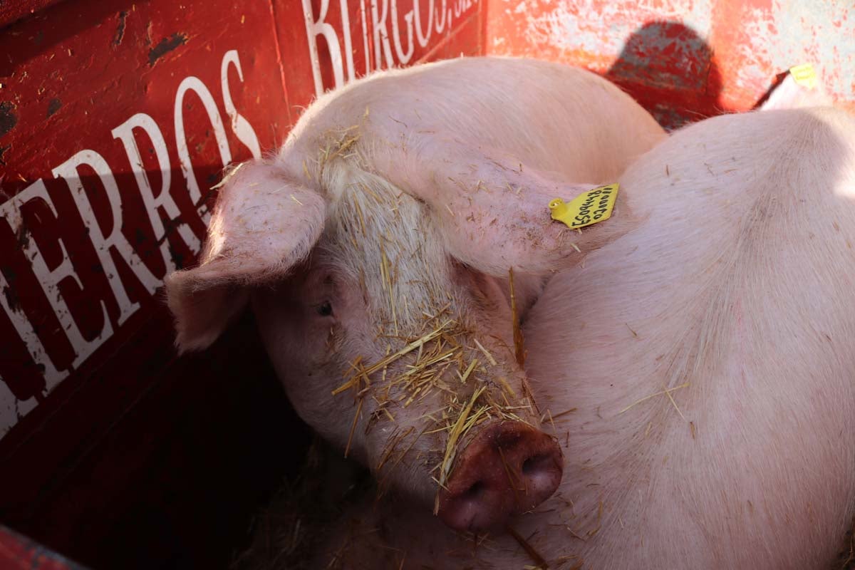 Miles de personas acuden al tradicional reparto de titos de la Cofradía de San Antón en Gamonal