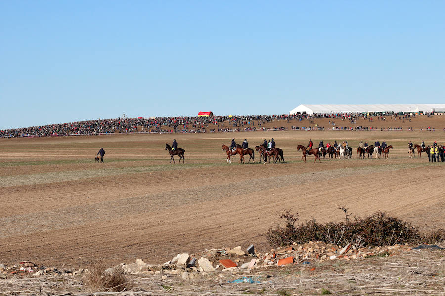 Tarrita de Tarrito y Malú de Villadiezma pasan a las semifinales del Campeonato de España de Galgos