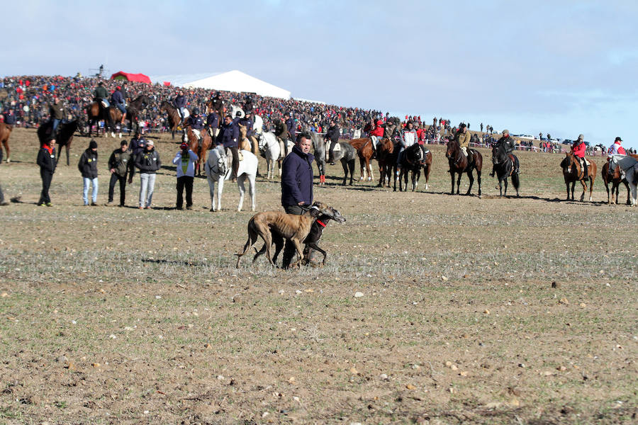 Tarrita de Tarrito y Malú de Villadiezma pasan a las semifinales del Campeonato de España de Galgos