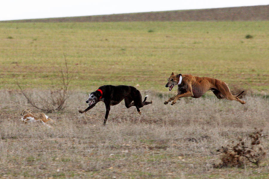 Tarrita de Tarrito y Malú de Villadiezma pasan a las semifinales del Campeonato de España de Galgos