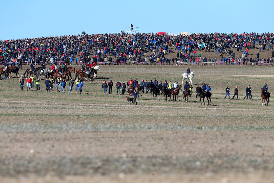 Tarrita de Tarrito y Malú de Villadiezma pasan a las semifinales del Campeonato de España de Galgos