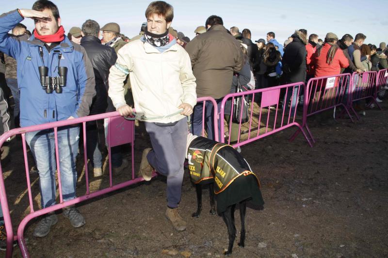 Ambiente en la carrera de galgos de este sábado en Madrigal de las Altas Torres, durante los cuartos de final del Campeonato Nacional