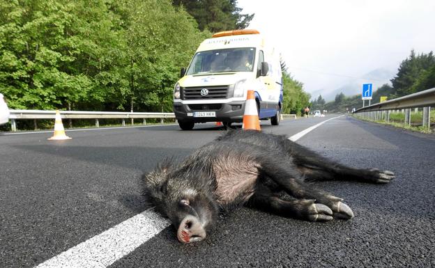 Los jabalíes son una de las especies que más accidentes genera en la carretera (foto de archivo)