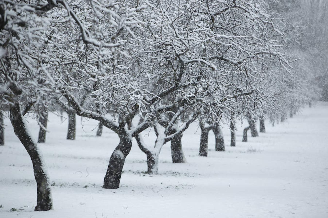 Almendros cubiertos por la nieve en el parque Quinta de los Molinos.