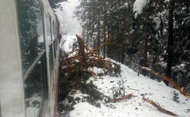 Tronco arrancado de cuajo junto a los vagones del cercanías que ha sufrido el percance en al sierra. 