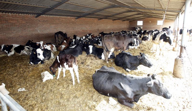 Granja de vacas en la provincia de Palencia.