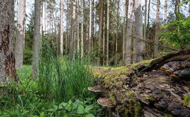 Un bosque polaco. 