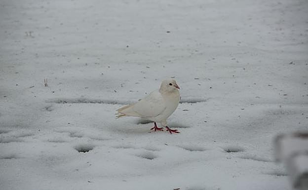 Nieve en la capital soriana. 