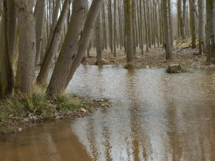 Las lluvias y el deshielo han hecho que el caudal del Arlanza crezca de manera considerable. Los vecinos lo miran con recelo ante las previsiones de más lluvia para la próxima semana