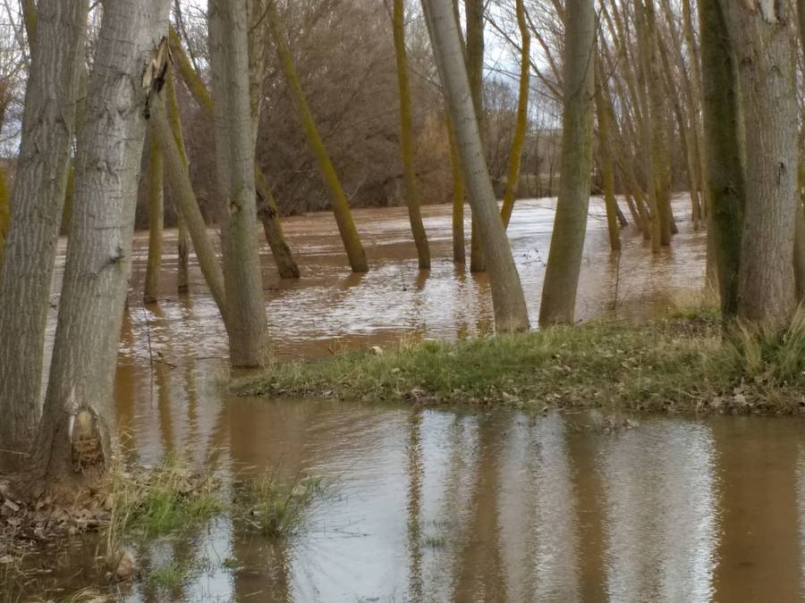 Las lluvias y el deshielo han hecho que el caudal del Arlanza crezca de manera considerable. Los vecinos lo miran con recelo ante las previsiones de más lluvia para la próxima semana