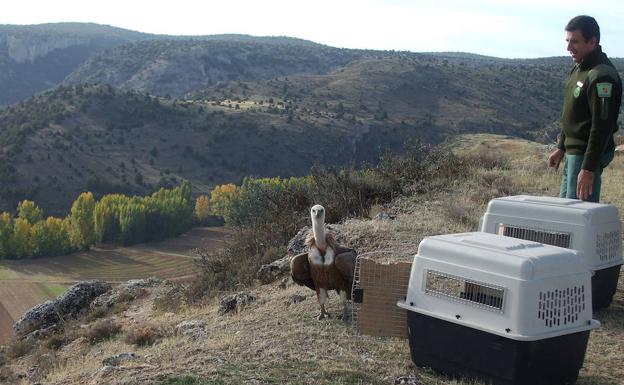 Un agente medioambiental observa a un buitre que había sido liberado. 