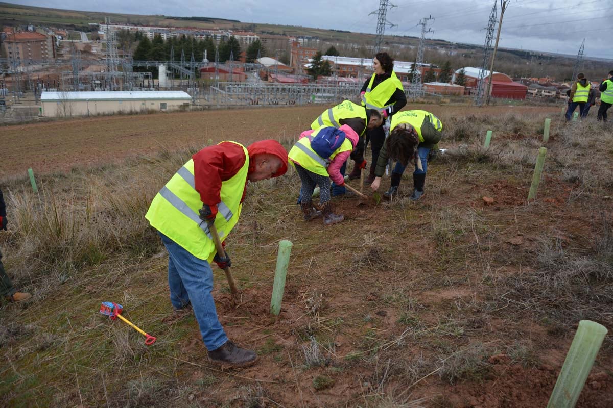 Alrededor de 200 personas se juntan en la Barriada Yagüe para repoblar la masa forestal del Monte de la Salud y el Cerro del Rey.