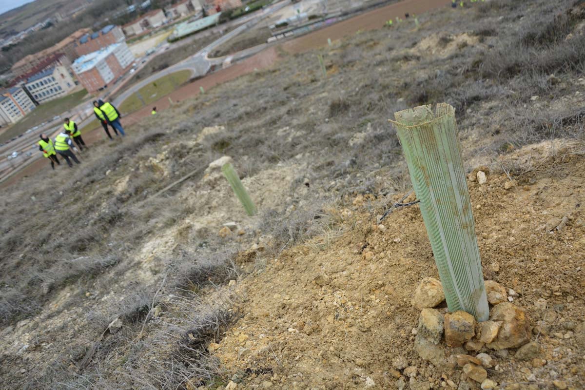 Alrededor de 200 personas se juntan en la Barriada Yagüe para repoblar la masa forestal del Monte de la Salud y el Cerro del Rey.