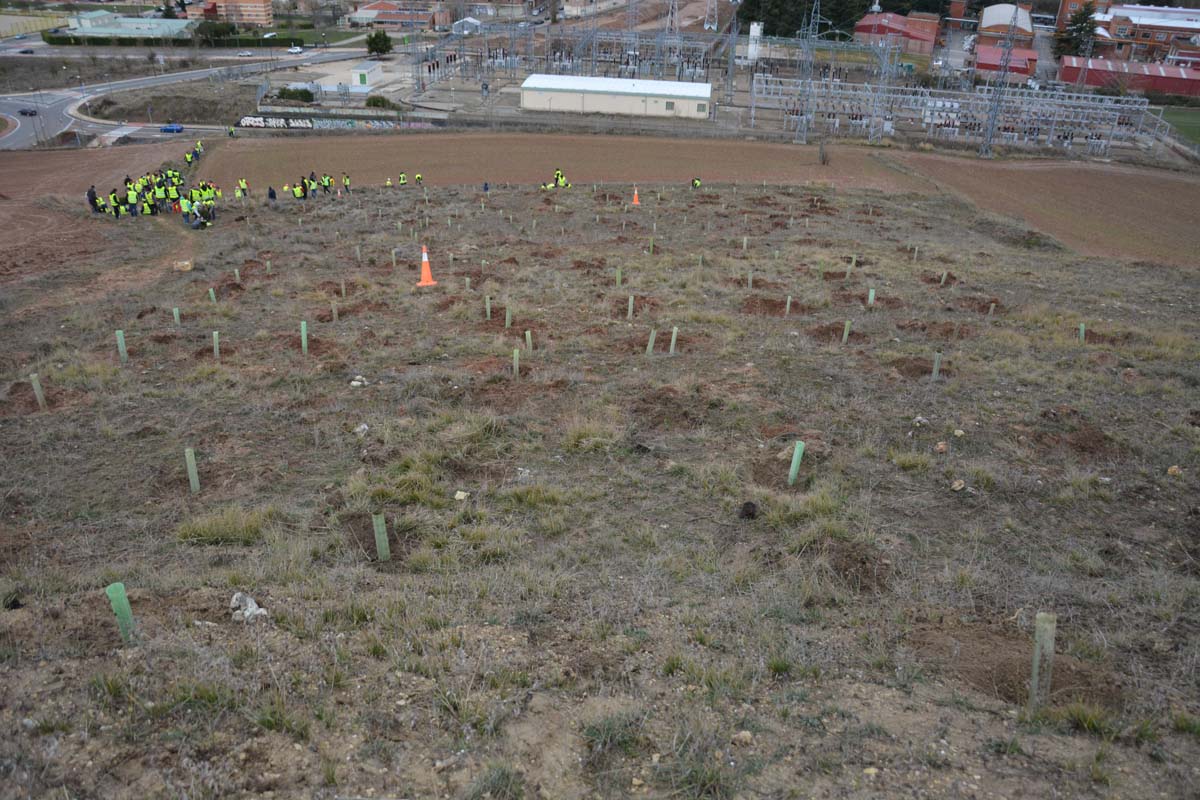 Alrededor de 200 personas se juntan en la Barriada Yagüe para repoblar la masa forestal del Monte de la Salud y el Cerro del Rey.