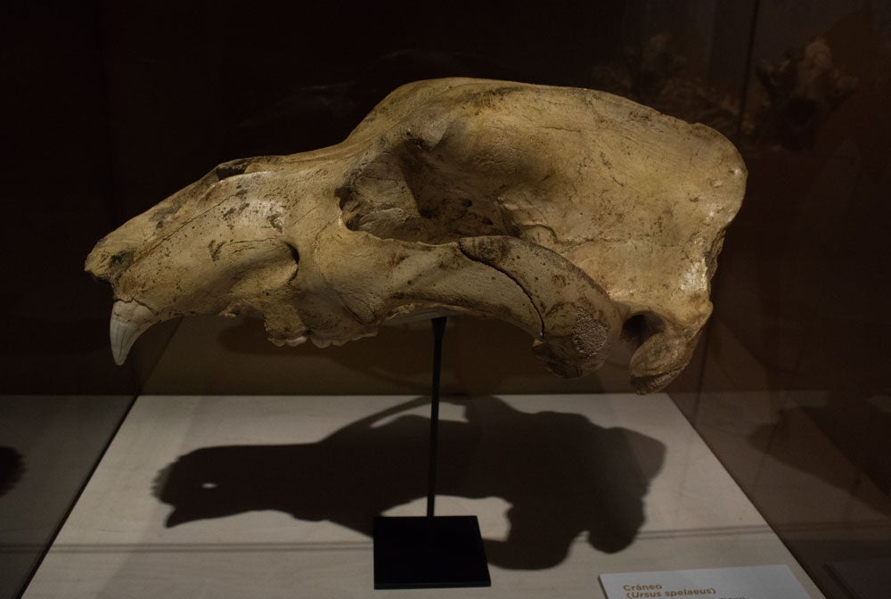 El MEH acoge hasta noviembre una muestra con el esqueleto completo de un león de las cavernas, una pieza única. La exposición se completa con fósiles de otros carnívoros